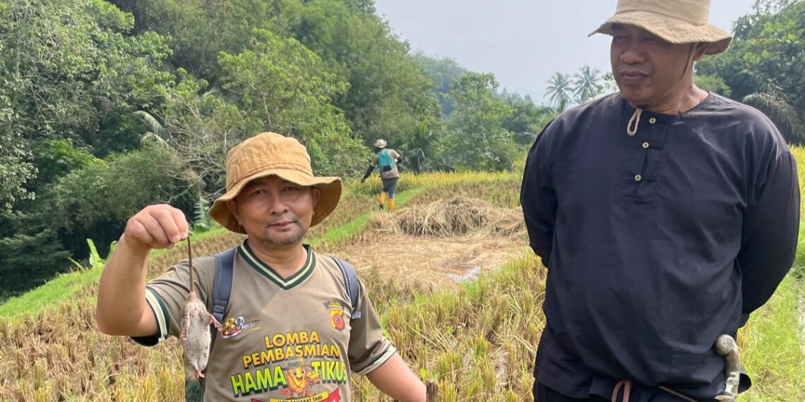 Hut Bhayangkara  Ke-80 Polsek  Sumedang Utara Gandeng  Kelompok Tani Minaraharja Gelar Lomba Basmi Hama Tikus di Kebonjati