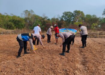 Polsek Kotabaru Laksanakan Penanaman Jagung Hibrida Dalam Rangka Mendukung Ketahanan Pangan Kuartal III